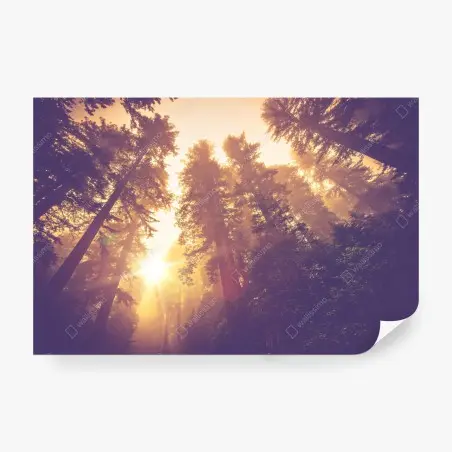 Fotomural amanecer mágico en el bosque de secuoyas – Pixers®