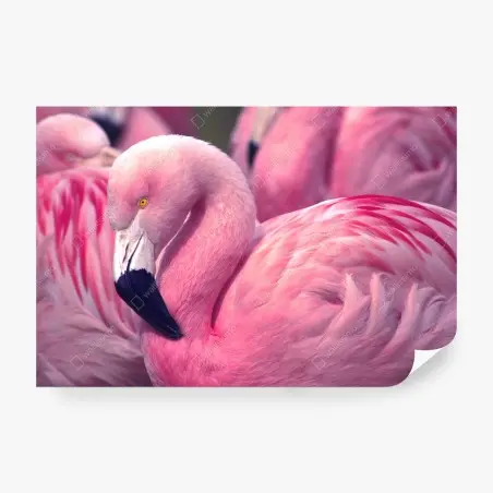 Fotomural flamenco rosado en primer plano – Pixers®