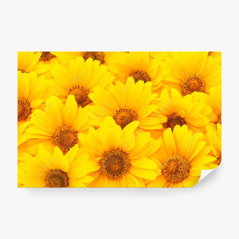 Fotomural explosión de girasoles luminosos