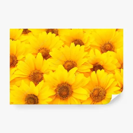 Fotomural explosión de girasoles luminosos – Pixers®