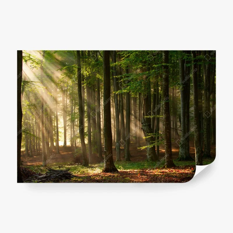 Fotomural bosque iluminado al amanecer