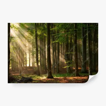 Fotomural bosque iluminado al amanecer – Pixers®