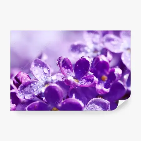 Fotomural lilas moradas en primer plano con gotas de rocío – Pixers®