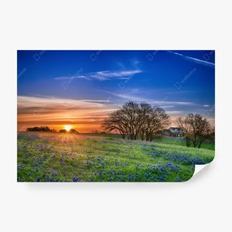 Fotomural amanecer en Texas con campo de bluebonnets – Pixers®