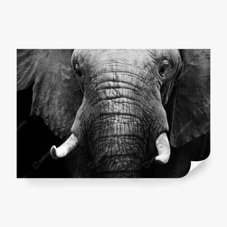 Fotomural elefante majestuoso en blanco y negro – Pixers®