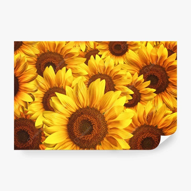 Fotomural explosión de girasoles vibrantes