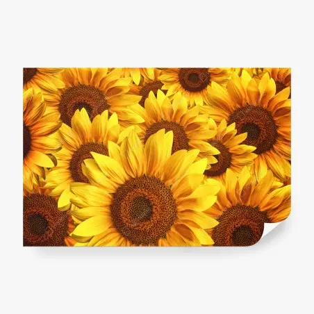 Fotomural explosión de girasoles vibrantes – Pixers®