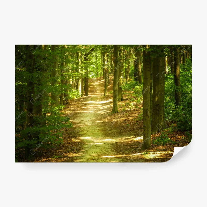 Fotomural sendero luminoso en el bosque – Pixers®