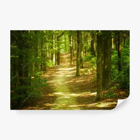 Fotomural sendero luminoso en el bosque – Pixers®