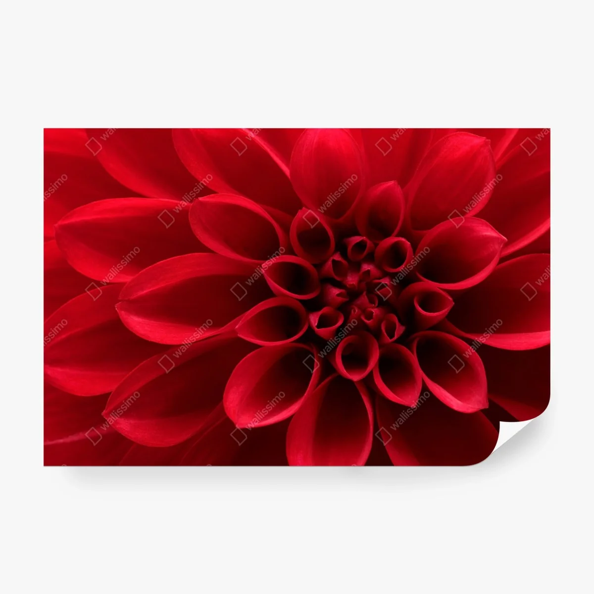 Fotomural dalia roja en primer plano – Pixers® Fotomural dalia roja en primer plano – Pixers®