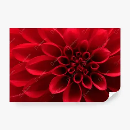 Fotomural dalia roja en primer plano – Pixers®