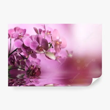 Fotomural orquídeas rosadas en reflejo acuático – Pixers®