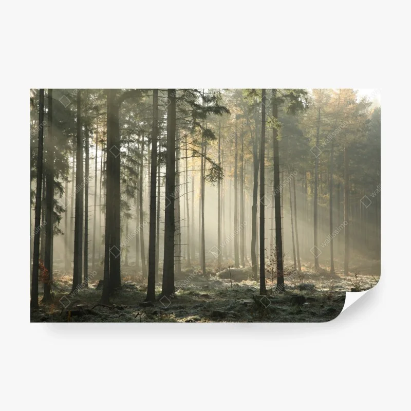 Fotomural bosque brumoso al amanecer