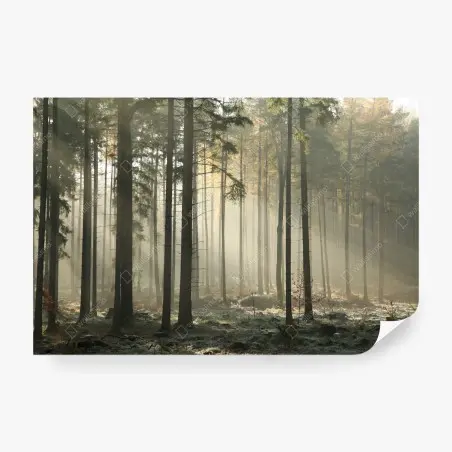 Fotomural bosque brumoso al amanecer – Pixers®