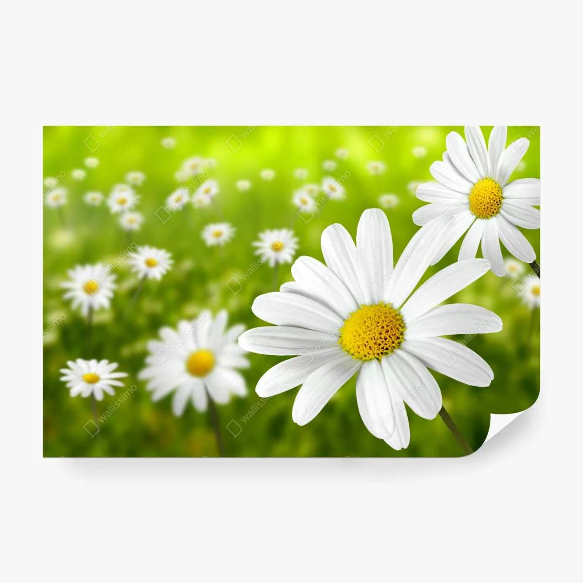 Fotomural margaritas en pradera verde – Pixers® Fotomural margaritas en pradera verde – Pixers®