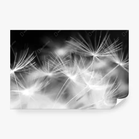Fotomural danza de semillas en blanco y negro – Pixers®
