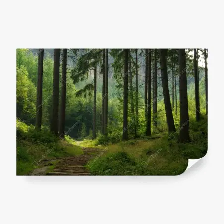 Fotomural sendero en bosque de pinos – Pixers®