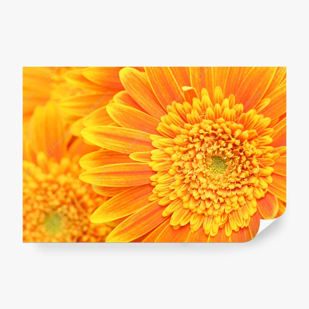 Fotomural vibrante gerbera naranja en primer plano – Pixers® Fotomural vibrante gerbera naranja en primer plano – Pixers®