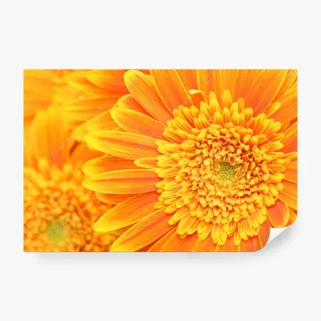 Fotomural vibrante gerbera naranja en primer plano – Pixers®