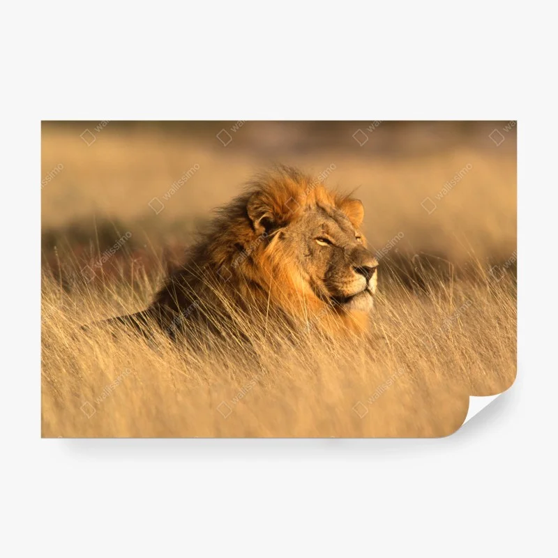 Fotomural retrato majestuoso de un león en la sabana