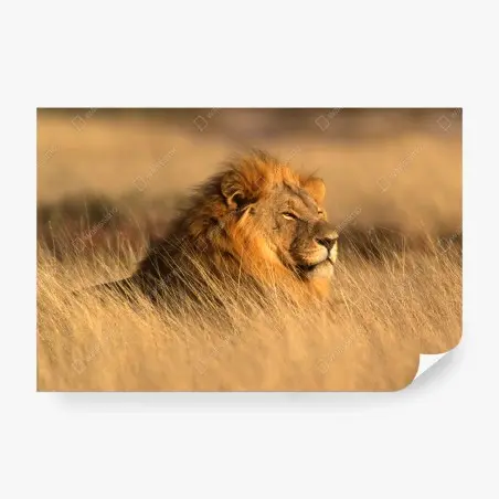 Fotomural retrato majestuoso de un león en la sabana – Pixers®