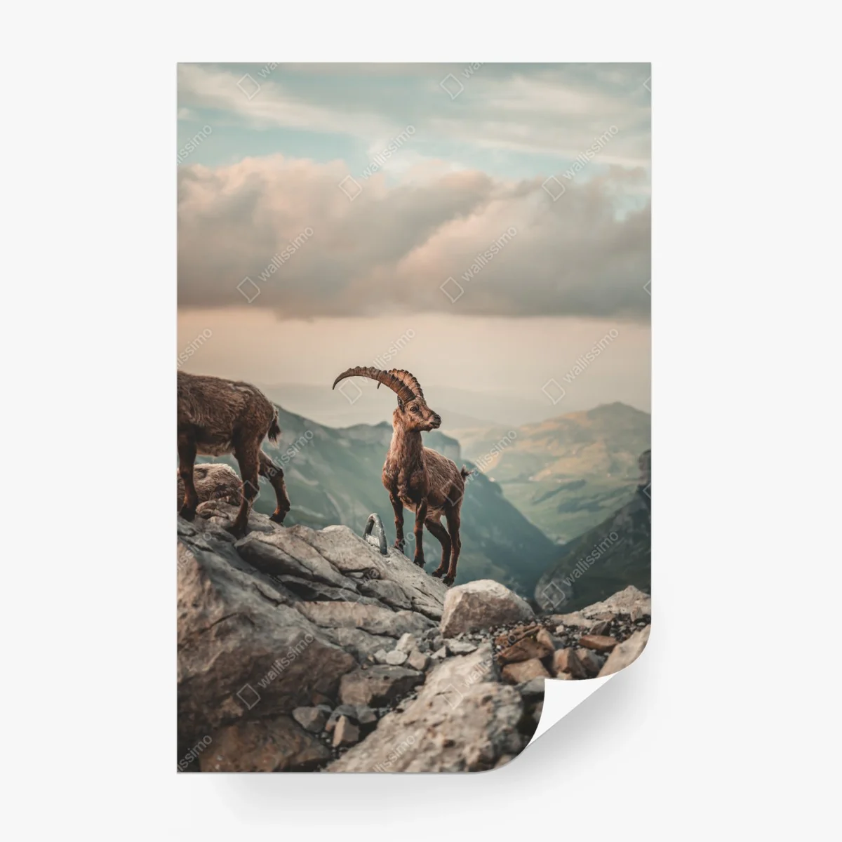 Fotomural cabra montés en la cumbre alpina – Pixers® Fotomural cabra montés en la cumbre alpina – Pixers®