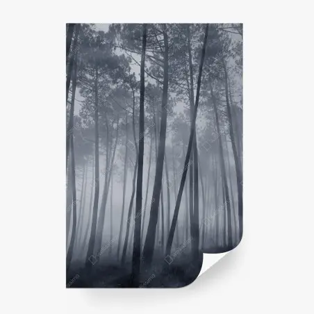 Fotomural bosque de pinos en niebla nocturna – Pixers®