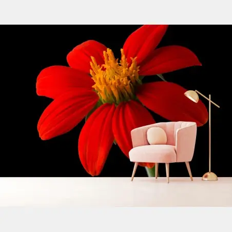 Fotomural girasol mexicano rojo sobre fondo negro – Pixers®