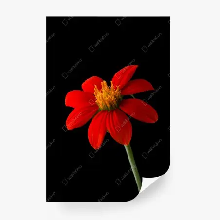 Fotomural girasol mexicano rojo sobre fondo negro – Pixers®