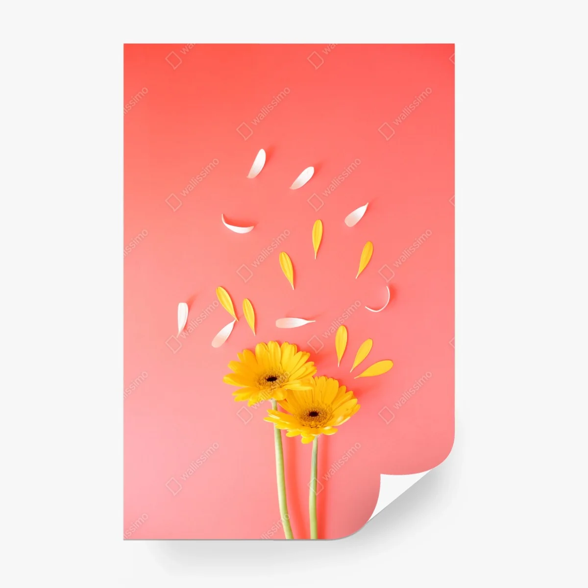 Fotomural gerberas amarillas sobre fondo coral minimalista – Pixers® Fotomural gerberas amarillas sobre fondo coral minimalista – Pixers®