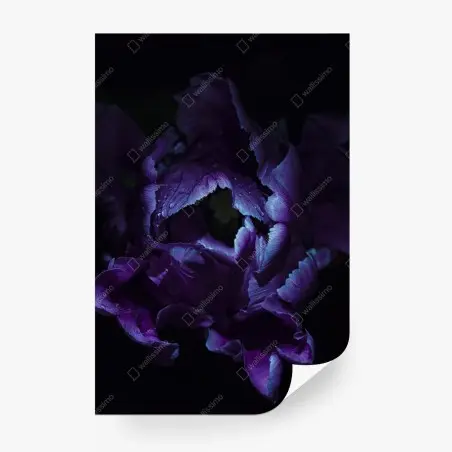 Fotomural tulipán púrpura en luz ultravioleta – Pixers®