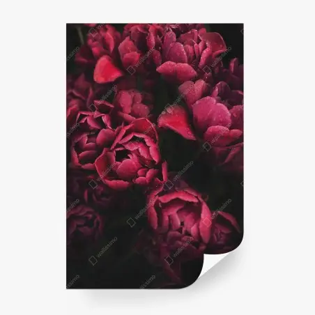 Fotomural tulipanes rojos con gotas de rocío – Pixers®