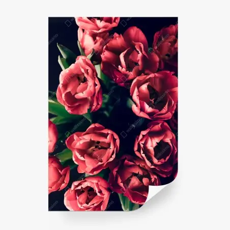 Fotomural tulipanes rojos sobre fondo oscuro – Pixers®