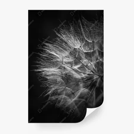 Fotomural delicadeza de diente de león en blanco y negro – Pixers®