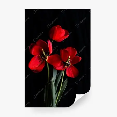 Fotomural arreglo de tulipanes rojos sobre fondo negro – Pixers®