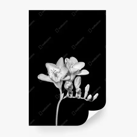 Fotomural freesia en monocromo sobre fondo negro – Pixers®