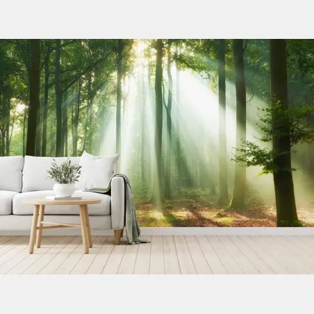 Fotomural luz entre los árboles al amanecer – Pixers®