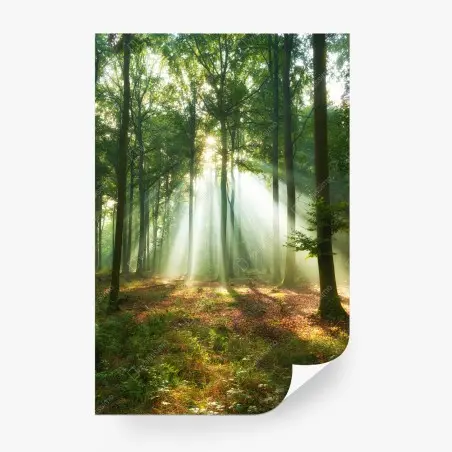 Fotomural luz entre los árboles al amanecer – Pixers®