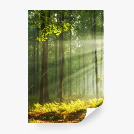 Fotomural amanecer otoñal en bosque antiguo – Pixers®