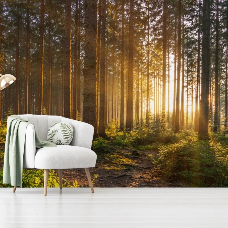 Fotomural amanecer dorado en el bosque