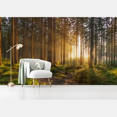 Fotomural amanecer dorado en el bosque – Pixers®