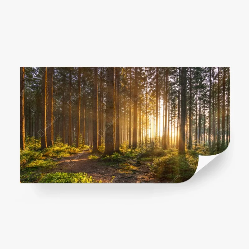 Fotomural amanecer dorado en el bosque