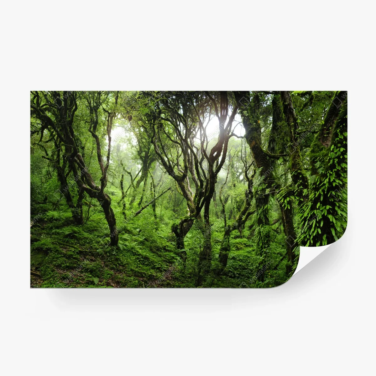 Fotomural bosque místico de musgo y niebla – Pixers®