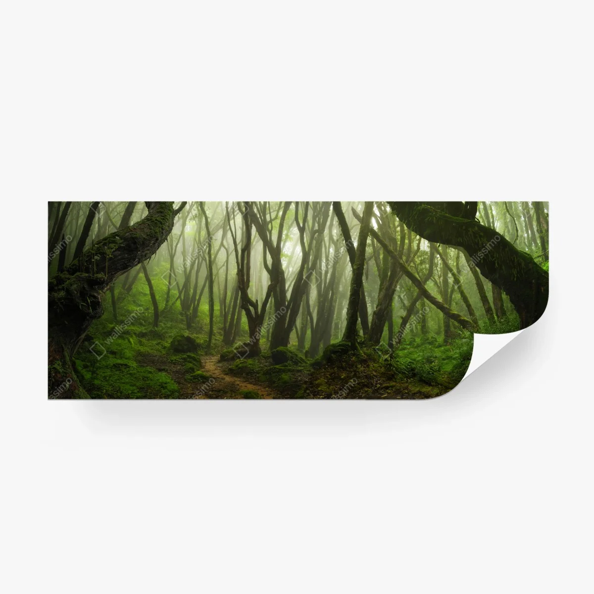 Fotomural bosque encantado entre la niebla – Pixers®