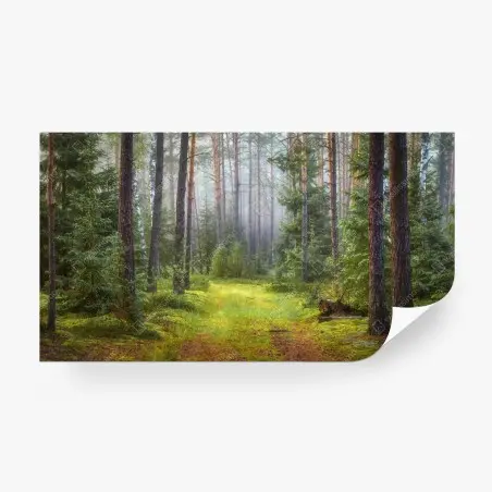 Fotomural sendero en bosque de pinos y musgo – Pixers®
