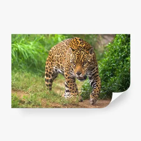 Fotomural jaguar acechando en la selva – Pixers®