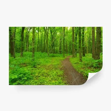 Fotomural sendero en bosque verde – Pixers®