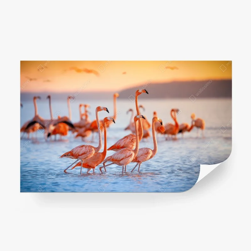 Fotomural flamencos al atardecer sobre aguas tranquilas