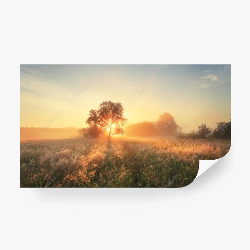 Fotomural amanecer dorado en la pradera