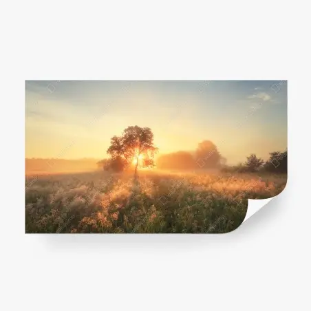 Fotomural amanecer dorado en la pradera – Pixers®